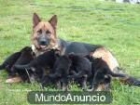 Cachorritos de pastor aleman con 45 dias ven a verlos - mejor precio | unprecio.es