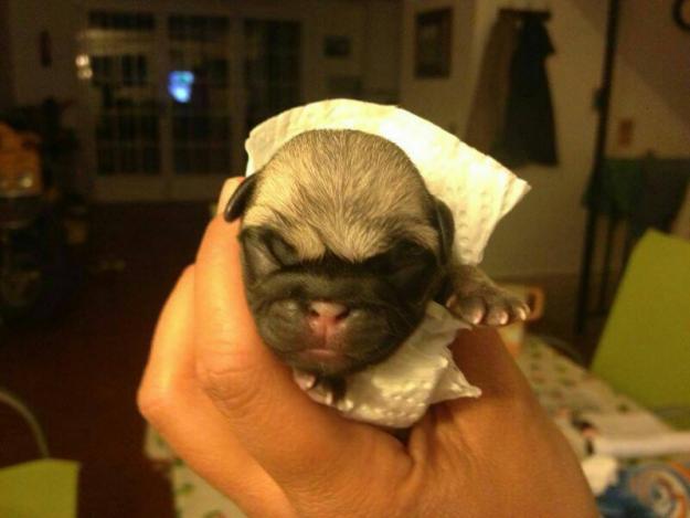 cachorros de carlino