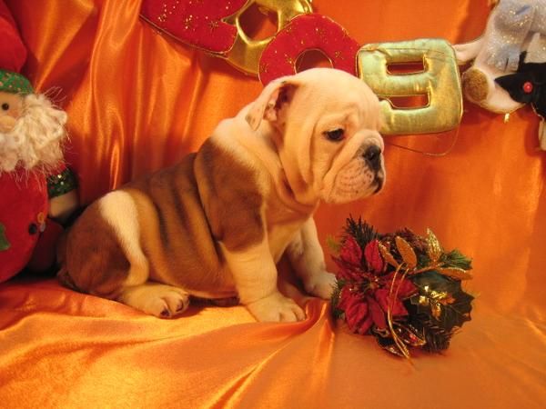 femenina cachorro bulldog Inglés para su 25 de diciembre