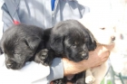 inmejorables LABRADOR RETRIEVER CON PEDIGREE 360 EUROS - mejor precio | unprecio.es