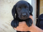LABRADOR RETRIEVER NEGRO CACHORROS - mejor precio | unprecio.es