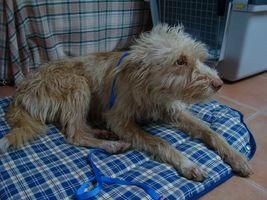 MESTIZO, PODENCO ADOPTAR O ACOGER 7 FEB.