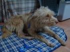 MESTIZO, PODENCO ADOPTAR O ACOGER 7 FEB. - mejor precio | unprecio.es