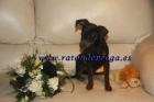 Pinscher Toy ocasion 250€ - mejor precio | unprecio.es