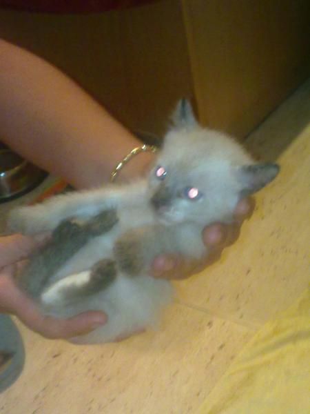 se regalan gatitos