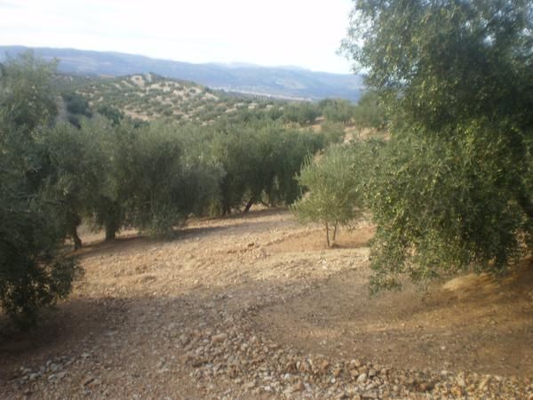 SE VENDE FINCA RUSTICA OLIVOS SECANO