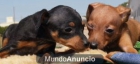Sensacional camada de Mini Pinscher - mejor precio | unprecio.es