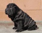 Shar Pei-Cachorros de varios colores - mejor precio | unprecio.es