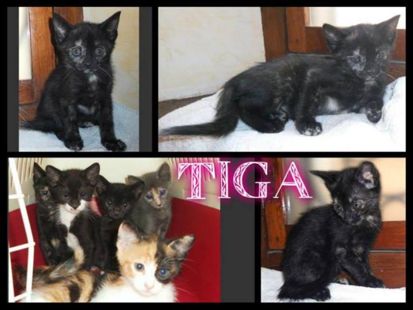 Tonga, Nera, Tiga  gatitos en adopción responsable
