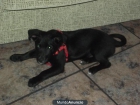 URGENTE CACHORRO BUSCA HOGAR - mejor precio | unprecio.es