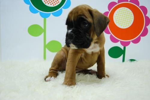 BOXER _color oro o marron caoba _ WWW.ANIMALFLOWER.COM _ ENTREGA DEL CACHORRO INMEDIATA