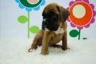 BOXER _color oro o marron caoba _ WWW.ANIMALFLOWER.COM _ ENTREGA DEL CACHORRO - mejor precio | unprecio.es