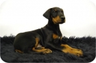 CAMADA DE DOBERMAN!cachorros muy guapos//2meses - mejor precio | unprecio.es