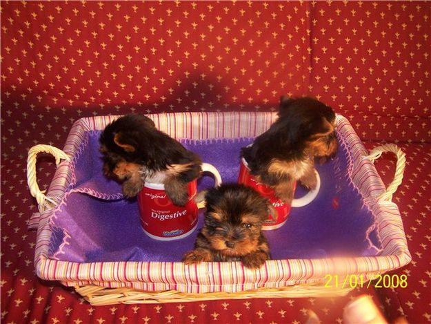 Camada de yorkshire terrier