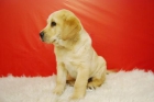 ejemplares de labrador color canela, muy competitivos, de calidad - mejor precio | unprecio.es