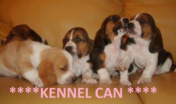 excelentes cachorros de basset hound