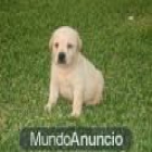 Labrador cachorros - mejor precio | unprecio.es