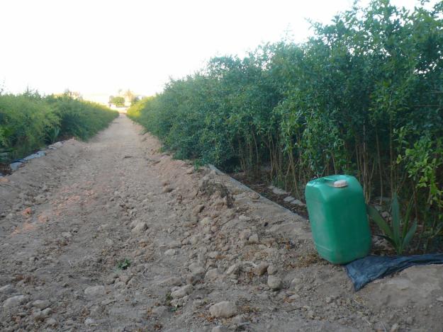 Plantones de granado mollar Elche