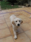 ULTIMA CACHORRITA GOLDEN RETRIEVER - mejor precio | unprecio.es
