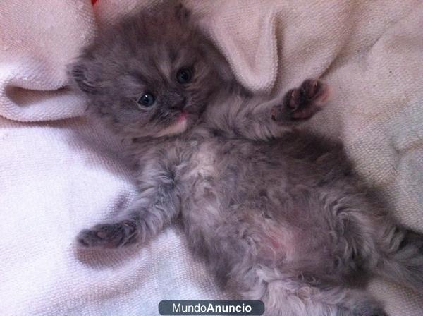 Vendo Gatita Persa Europea