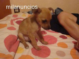 Vendo pinscher muy parecido al chihuahua.