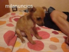 Vendo pinscher muy parecido al chihuahua. - mejor precio | unprecio.es