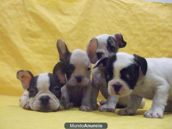 Preciosos cachorritos de bulldog francés con Pedigree. TIENDA ABIERTA FESTIVOS