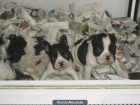cachorros bulldog francés - mejor precio | unprecio.es