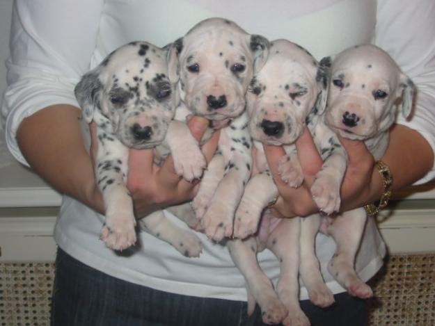 Dálmatas,cachorros,muy bién pigmentados.