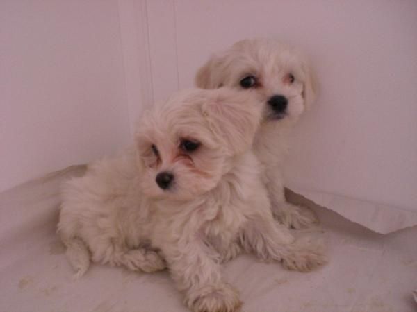 BICHON Y YORKSHIRES TOYS A BUEN PRECIO