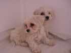 BICHON Y YORKSHIRES TOYS A BUEN PRECIO - mejor precio | unprecio.es