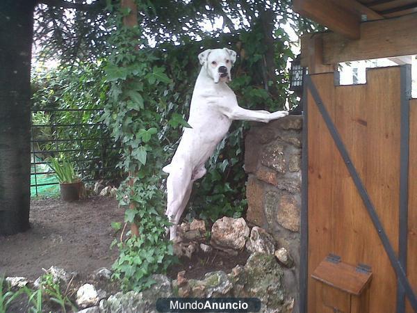 BOXER BLANCO BUSCA NOVIA