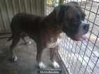 BOXER EN ADOPCION - mejor precio | unprecio.es