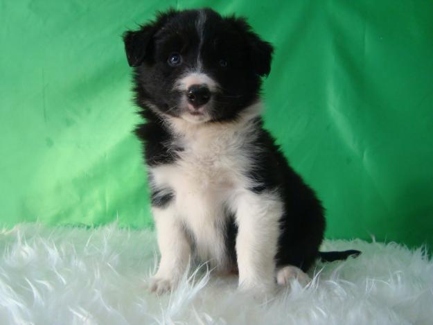 Busco cachorro de Border Collie o Pastor Belga