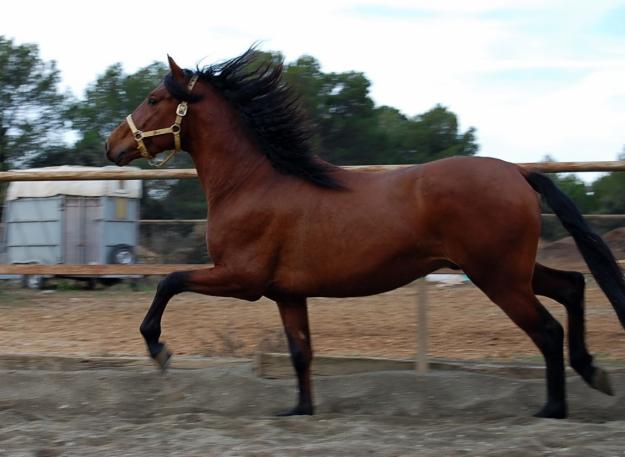 caballo español