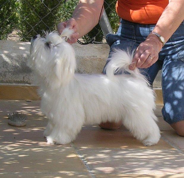 Cachorritos de Bichon Maltes Disponible-maltese puppies available