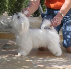 Cachorritos de Bichon Maltes Disponible-maltese puppies available - mejor precio | unprecio.es