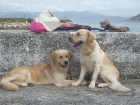 CAMADA DE GOLDEN RETRIEVER CON PEDIGREE - mejor precio | unprecio.es
