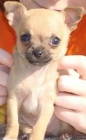 Chihuahua Puppiea un nuevo hogar - mejor precio | unprecio.es