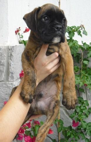 expectaculares boxers