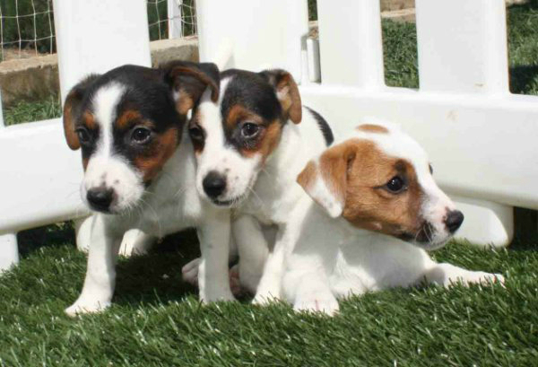 Jackr assell sensacionales cachorros