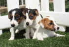 Jackr assell sensacionales cachorros - mejor precio | unprecio.es