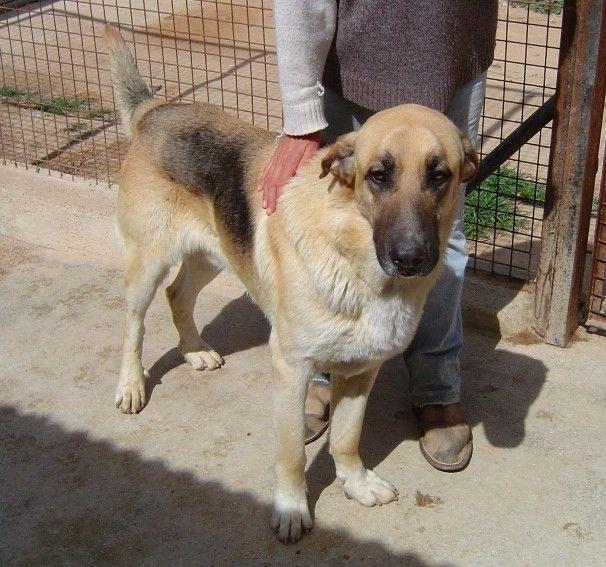 Pelayo, precioso perro, tamaño enorme. CAriñoso y tranquilo. en adopción