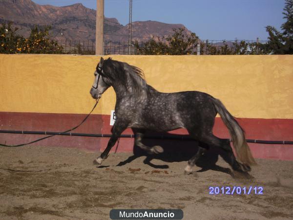 VENDO CABALLO PURA RAZA ESPAÑOLA