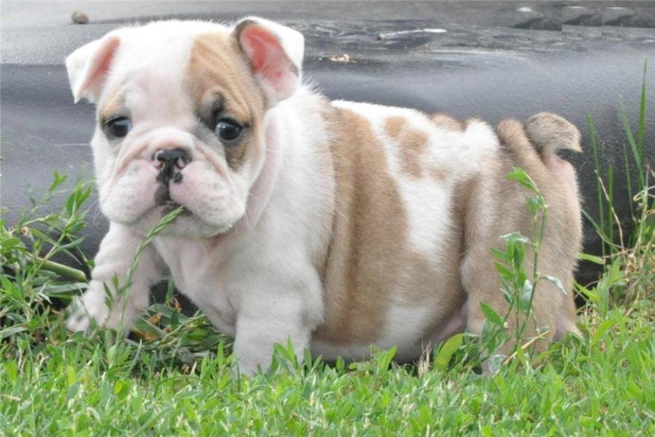 Inicio Criado Bulldog Inglés cachorros disponibles