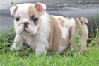 Inicio Criado Bulldog Inglés cachorros disponibles - mejor precio | unprecio.es