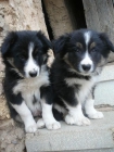 Border Collie Machos para entregar - mejor precio | unprecio.es