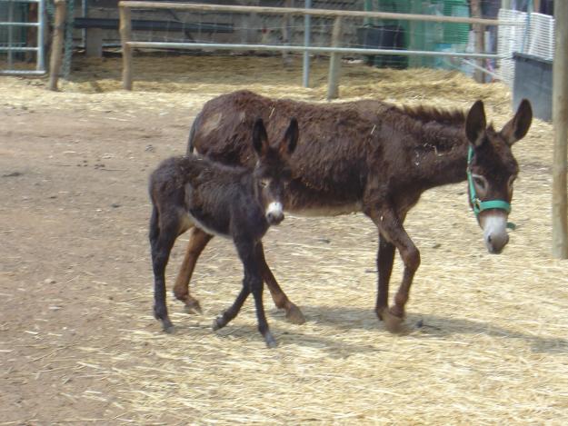 BURRO ENANO NORTEAFRICANO
