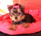 Cachorrito de Yorkshire Terrier listo para entregar - mejor precio | unprecio.es