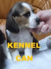 cachorros de beagle - mejor precio | unprecio.es